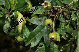 Wilde Weißdorn-Hybride, Crataegus Hybride, Crataegus Hybride, Wilde Weißdorn-Hybride, Rosaceae, Galle, Galle durch Rostpilz Gymnosporangium clavariaeforme Kauf von 07068_crataegus_hybride_dsc_5483.jpg