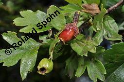 Wilde Weißdorn-Hybride, Crataegus Hybride, Crataegus Hybride, Wilde Weißdorn-Hybride, Rosaceae, Galle, Galle durch Rostpilz Gymnosporangium clavariaeforme Kauf von 07068_crataegus_hybride_dsc_5484.jpg