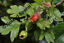 Wilde Weidorn-Hybride, Crataegus Hybride, Crataegus Hybride, Wilde Weidorn-Hybride, Rosaceae, Galle, Galle durch Rostpilz Gymnosporangium clavariaeforme Kauf von 07068_crataegus_hybride_dsc_5484.jpg