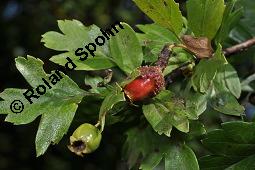 Wilde Weißdorn-Hybride, Crataegus Hybride, Crataegus Hybride, Wilde Weißdorn-Hybride, Rosaceae, Galle, Galle durch Rostpilz Gymnosporangium clavariaeforme Kauf von 07068_crataegus_hybride_dsc_5485.jpg