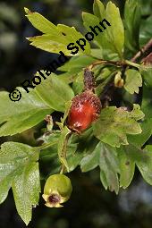 Wilde Weißdorn-Hybride, Crataegus Hybride, Crataegus Hybride, Wilde Weißdorn-Hybride, Rosaceae, Galle, Galle durch Rostpilz Gymnosporangium clavariaeforme Kauf von 07068_crataegus_hybride_dsc_5486.jpg