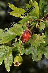 Wilde Weidorn-Hybride, Crataegus Hybride, Crataegus Hybride, Wilde Weidorn-Hybride, Rosaceae, Galle, Galle durch Rostpilz Gymnosporangium clavariaeforme Kauf von 07068_crataegus_hybride_dsc_5486.jpg