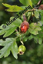 Wilde Weidorn-Hybride, Crataegus Hybride, Crataegus Hybride, Wilde Weidorn-Hybride, Rosaceae, Galle, Galle durch Rostpilz Gymnosporangium clavariaeforme Kauf von 07068_crataegus_hybride_dsc_5488.jpg