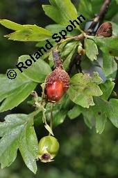 Wilde Weidorn-Hybride, Crataegus Hybride, Crataegus Hybride, Wilde Weidorn-Hybride, Rosaceae, Galle, Galle durch Rostpilz Gymnosporangium clavariaeforme Kauf von 07068_crataegus_hybride_dsc_5489.jpg