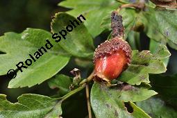Wilde Weißdorn-Hybride, Crataegus Hybride, Crataegus Hybride, Wilde Weißdorn-Hybride, Rosaceae, Galle, Galle durch Rostpilz Gymnosporangium clavariaeforme Kauf von 07068_crataegus_hybride_dsc_5490.jpg