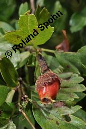 Wilde Weißdorn-Hybride, Crataegus Hybride, Crataegus Hybride, Wilde Weißdorn-Hybride, Rosaceae, Galle, Galle durch Rostpilz Gymnosporangium clavariaeforme Kauf von 07068_crataegus_hybride_dsc_5491.jpg