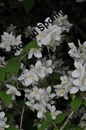 Mandschurischer Pfeifenstrauch, Philadelphus tenuifolius, Philadelphus tenuifolius, Mandschurischer Pfeifenstrauch, Hydrangeaceae, Blühend Kauf von 07071_philadelphus_tenuifolius_dsc_4240.jpg