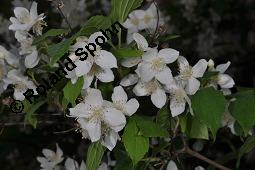 Mandschurischer Pfeifenstrauch, Philadelphus tenuifolius, Philadelphus tenuifolius, Mandschurischer Pfeifenstrauch, Hydrangeaceae, Blühend Kauf von 07071_philadelphus_tenuifolius_dsc_4241.jpg