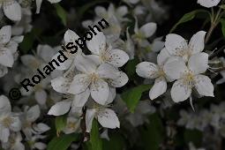 Mandschurischer Pfeifenstrauch, Philadelphus tenuifolius, Philadelphus tenuifolius, Mandschurischer Pfeifenstrauch, Hydrangeaceae, Blühend Kauf von 07071_philadelphus_tenuifolius_dsc_4242.jpg