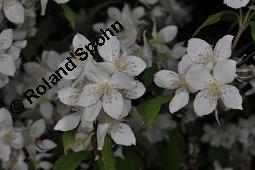 Mandschurischer Pfeifenstrauch, Philadelphus tenuifolius, Philadelphus tenuifolius, Mandschurischer Pfeifenstrauch, Hydrangeaceae, Blhend Kauf von 07071_philadelphus_tenuifolius_dsc_4242.jpg