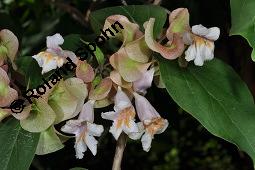 Vielblütiges Doppelschild, Dipelta floribunda, Dipelta floribunda, Vielblütiges Doppelschild, Caprifoliaceae, Blühend Kauf von 07081_dipelta_floribunda_dsc_4216.jpg