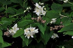 Pfeifenstrauch, Sommerjasmin, Philadelphus sp., Philadelphus sp., Pfeifenstrauch, Sommerjasmin, Hydrangeaceae, Blhend und fruchtend Kauf von 07082_philadelphus_sp_dsc_4235.jpg