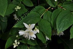 Pfeifenstrauch, Sommerjasmin, Philadelphus sp., Philadelphus sp., Pfeifenstrauch, Sommerjasmin, Hydrangeaceae, Blhend und fruchtend Kauf von 07082_philadelphus_sp_dsc_4236.jpg