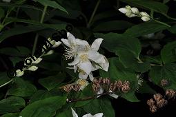 Pfeifenstrauch, Sommerjasmin, Philadelphus sp., Philadelphus sp., Pfeifenstrauch, Sommerjasmin, Hydrangeaceae, Blühend und fruchtend Kauf von 07082_philadelphus_sp_dsc_4237.jpg