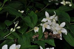 Pfeifenstrauch, Sommerjasmin, Philadelphus sp., Philadelphus sp., Pfeifenstrauch, Sommerjasmin, Hydrangeaceae, Blhend und fruchtend Kauf von 07082_philadelphus_sp_dsc_4238.jpg