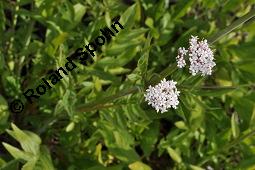 Valeriana phu, Garten-Baldrian, Valeriana phu, Garten-Baldrian, Valerianaceae, Blhend Kauf von 07084_valeriana_phu_dsc_4243.jpg