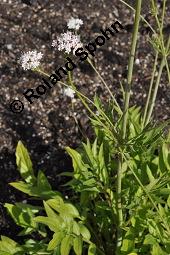 Valeriana phu, Garten-Baldrian, Valeriana phu, Garten-Baldrian, Valerianaceae, Blühend Kauf von 07084_valeriana_phu_dsc_4244.jpg