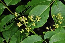 Sachalin-Korkbaum, Phellodendron sachalinense, Phellodendron sachalinense, Sachalin-Korkbaum, Rutaceae, Rinde Kauf von 07085_phellodendron_sachalinense_dsc_4275.jpg
