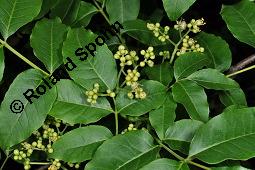 Sachalin-Korkbaum, Phellodendron sachalinense, Phellodendron sachalinense, Sachalin-Korkbaum, Rutaceae, Rinde Kauf von 07085_phellodendron_sachalinense_dsc_4276.jpg