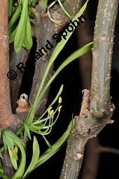 Euadenia eminens, Euadenia eminens, Capparaceae, Blühend Kauf von 07089_euadenia_eminens_dsc_4315.jpg