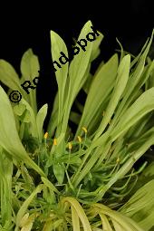 Euadenia eminens, Euadenia eminens, Capparaceae, Blühend Kauf von 07089_euadenia_eminens_dsc_4317.jpg