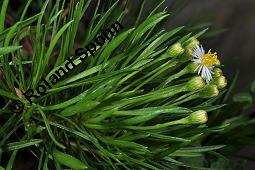 Darwinothamnus tenuifolius, Darwinothamnus tenuifolius, Asteraceae, Blhend Kauf von 07097_darwinothamnus_tenuifolius_dsc_4351.jpg