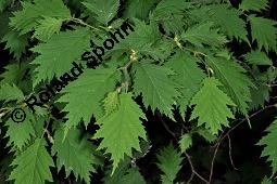 Gewöhnliche Hasel 'Heterophylla', Gewöhnliche Haselnuss 'Heterophylla', Corylus avellana 'Heterophylla', Corylus avellana 'Heterophylla', Gewöhnliche Hasel 'Heterophylla', Gewöhnliche Haselnuss 'Heterophylla', Corylaceae, Beblättert Kauf von 07104_corylus_avellana_heterophylla_dsc_4429.jpg