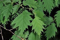 Gewhnliche Hasel 'Heterophylla', Gewhnliche Haselnuss 'Heterophylla', Corylus avellana 'Heterophylla', Corylus avellana 'Heterophylla', Gewhnliche Hasel 'Heterophylla', Gewhnliche Haselnuss 'Heterophylla', Corylaceae, Beblttert Kauf von 07104_corylus_avellana_heterophylla_dsc_4430.jpg