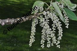 Wilsons Groblatt-Pappel, Populus wilsonii, Populus wilsonii, Wilsons Groblatt-Pappel, Salicaceae, unreif fruchtend Kauf von 07105_populus_wilsonii_dsc_4443.jpg