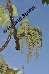 Wilsons Großblatt-Pappel, Populus wilsonii, Populus wilsonii, Wilsons Großblatt-Pappel, Salicaceae, unreif fruchtend Kauf von 07105_populus_wilsonii_dsc_4445.jpg