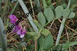 Strand-Platterbse, Lathyrus maritimus, Lathyrus japonicus, Lathyrus maritimus, Lathyrus japonicus, Strand-Platterbse, Fabaceae, Blühend Kauf von 07107_lathyrus_maritimus_dsc_4488.jpg