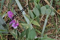 Strand-Platterbse, Lathyrus maritimus, Lathyrus japonicus, Lathyrus maritimus, Lathyrus japonicus, Strand-Platterbse, Fabaceae, Blhend Kauf von 07107_lathyrus_maritimus_dsc_4489.jpg