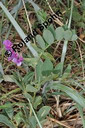 Strand-Platterbse, Lathyrus maritimus, Lathyrus japonicus, Lathyrus maritimus, Lathyrus japonicus, Strand-Platterbse, Fabaceae, Blhend Kauf von 07107_lathyrus_maritimus_dsc_4490.jpg