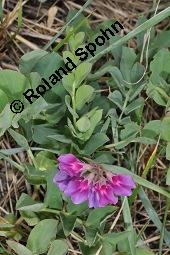 Strand-Platterbse, Lathyrus maritimus, Lathyrus japonicus, Lathyrus maritimus, Lathyrus japonicus, Strand-Platterbse, Fabaceae, Blhend Kauf von 07107_lathyrus_maritimus_dsc_4491.jpg