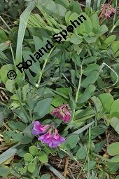 Strand-Platterbse, Lathyrus maritimus, Lathyrus japonicus, Lathyrus maritimus, Lathyrus japonicus, Strand-Platterbse, Fabaceae, Blühend Kauf von 07107_lathyrus_maritimus_dsc_4492.jpg