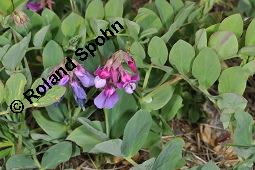 Strand-Platterbse, Lathyrus maritimus, Lathyrus japonicus, Lathyrus maritimus, Lathyrus japonicus, Strand-Platterbse, Fabaceae, Blühend Kauf von 07107_lathyrus_maritimus_dsc_4493.jpg