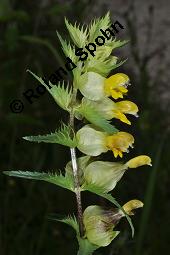 Großer Klappertopf, Rhinanthus angustifolius, Rhinanthus serotinus, Rhinanthus major, Rhinanthus glaber, Rhinanthus angustifolius, Rhinanthus serotinus, Rhinanthus major, Rhinanthus glaber, Großer Klappertopf, Orobanchaceae, Blütenstand, mit Rüsselkäfer Kauf von 07109_rhinanthus_angustifolius_dsc_1863.jpg