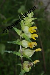 Großer Klappertopf, Rhinanthus angustifolius, Rhinanthus serotinus, Rhinanthus major, Rhinanthus glaber, Rhinanthus angustifolius, Rhinanthus serotinus, Rhinanthus major, Rhinanthus glaber, Großer Klappertopf, Orobanchaceae, Blütenstand, mit Rüsselkäfer Kauf von 07109_rhinanthus_angustifolius_dsc_1864.jpg