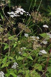 Hecken-Kälberkropf, Taumel-Kälberkropf, Betäubender Kälberkropf, Taumelkerbel, Chaerophyllum temulum, Chaerophyllum temulum, Hecken-Kälberkropf, Taumel-Kälberkropf, Betäubender Kälberkropf, Taumelkerbel, Apiaceae, Blühend Kauf von 07114_chaerophyllum_temulum_dsc_4674.jpg