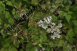 Hecken-Kälberkropf, Taumel-Kälberkropf, Betäubender Kälberkropf, Taumelkerbel, Chaerophyllum temulum, Chaerophyllum temulum, Hecken-Kälberkropf, Taumel-Kälberkropf, Betäubender Kälberkropf, Taumelkerbel, Apiaceae, Blühend Kauf von 07114_chaerophyllum_temulum_dsc_4675.jpg