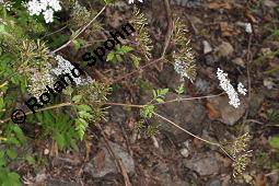 Hecken-Kälberkropf, Taumel-Kälberkropf, Betäubender Kälberkropf, Taumelkerbel, Chaerophyllum temulum, Chaerophyllum temulum, Hecken-Kälberkropf, Taumel-Kälberkropf, Betäubender Kälberkropf, Taumelkerbel, Apiaceae, Blühend Kauf von 07114_chaerophyllum_temulum_dsc_4676.jpg