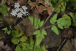 Hecken-Kälberkropf, Taumel-Kälberkropf, Betäubender Kälberkropf, Taumelkerbel, Chaerophyllum temulum, Chaerophyllum temulum, Hecken-Kälberkropf, Taumel-Kälberkropf, Betäubender Kälberkropf, Taumelkerbel, Apiaceae, Blühend Kauf von 07114_chaerophyllum_temulum_dsc_4677.jpg
