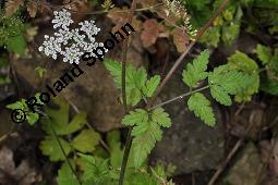 Hecken-Kälberkropf, Taumel-Kälberkropf, Betäubender Kälberkropf, Taumelkerbel, Chaerophyllum temulum, Chaerophyllum temulum, Hecken-Kälberkropf, Taumel-Kälberkropf, Betäubender Kälberkropf, Taumelkerbel, Apiaceae, Blühend Kauf von 07114_chaerophyllum_temulum_dsc_4677.jpg