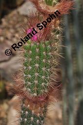 Kaktus, Arrojadoa rhodantha, Arrojadoa rhodantha, Cactaceae, Knospend, mit durchwachsenem Cephalium Kauf von 07117_arrojadoa_rhodantha_dsc_5039.jpg