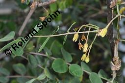 Balsambaum, Weißgummibaum, Bursera bolivarii, Bursera bolivarii, Balsambaum, Weißgummibaum, Burseraceae, männlich blühend Kauf von 07118_bursera_bolivarii_dsc_5044.jpg