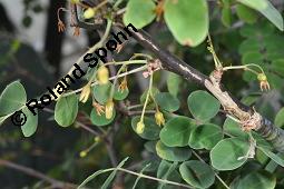 Balsambaum, Weigummibaum, Bursera bolivarii, Bursera bolivarii, Balsambaum, Weigummibaum, Burseraceae, mnnlich blhend Kauf von 07118_bursera_bolivarii_dsc_5045.jpg