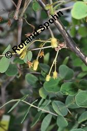 Balsambaum, Weißgummibaum, Bursera bolivarii, Bursera bolivarii, Balsambaum, Weißgummibaum, Burseraceae, männlich blühend Kauf von 07118_bursera_bolivarii_dsc_5046.jpg