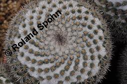 Warzenkaktus, Mammillaria iwerseniana, Mammillaria iwerseniana, Warzenkaktus, Cactaceae, Vegetativ Kauf von 07122_mammillaria_iwerseniana_dsc_5058.jpg