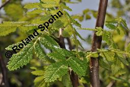 Copalliefernder Weißgummibaum, Copalliefernder Balsambaum, Bursera copallifera, Bursera copallifera, Copalliefernder Weißgummibaum, Copalliefernder Balsambaum, Burseraceae, Beblättert Kauf von 07123_bursera_copallifera_dsc_5059.jpg