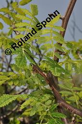 Copalliefernder Weißgummibaum, Copalliefernder Balsambaum, Bursera copallifera, Bursera copallifera, Copalliefernder Weißgummibaum, Copalliefernder Balsambaum, Burseraceae, Beblättert Kauf von 07123_bursera_copallifera_dsc_5060.jpg